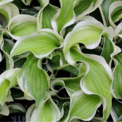 Hosta 'Let's Twist Again'